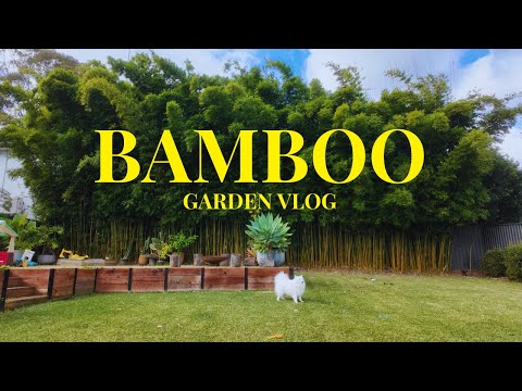 Come gardening with me! Cutting down Clumping Bamboo