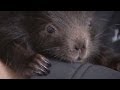 Man rescues baby porcupine
