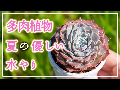 水やり サボテン 多肉植物 水の量 水の頻度 期間