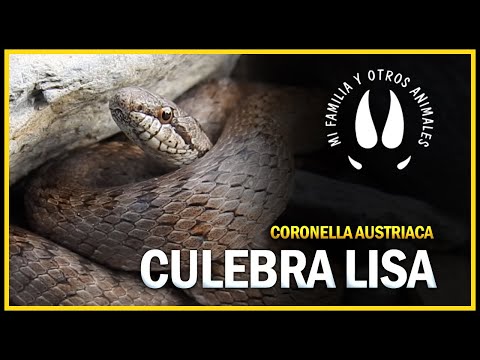 Užovka hladká (Coronella austriaca) — European Smooth Snake, terénny záznam