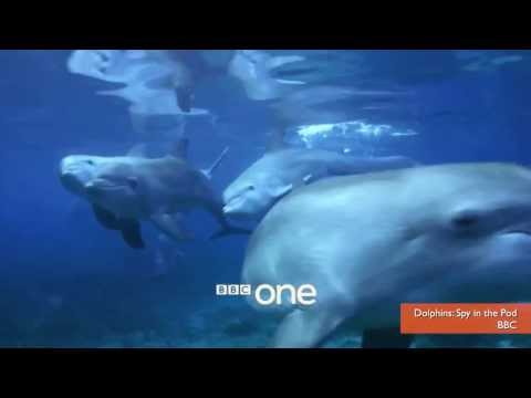 Dolphins Get High on Puffer Fish Toxins