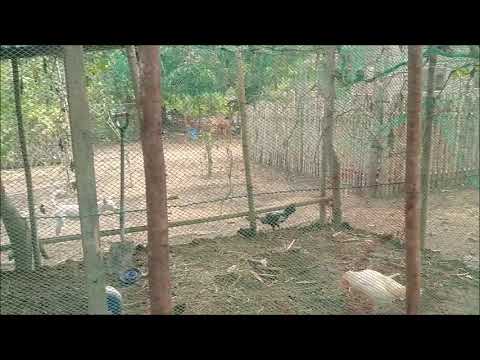 Fixing Up The Chichen Pen