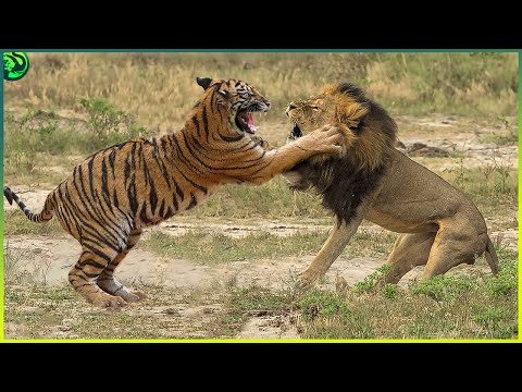 Lions Vs Tigers: Who’s the Real King of the Jungle?