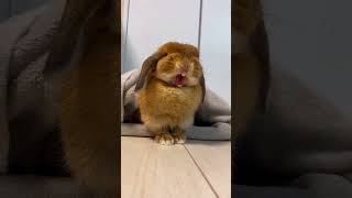 Cute Rabbit Playing On the floor 😍