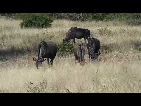 Djuma: Wildebeests and Impalas - 10:43 - 07/07/20