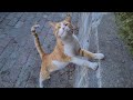 The Orange Cat Is So Hungry That It Stands On Its Two Legs And Asks For Food