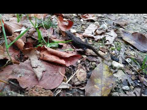 Tierisch: Bergmolch -  der Lurch des Jahres 2019