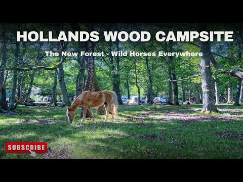 Hollands Wood Campsite - The New Forest - And Burley Village