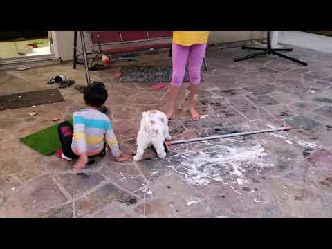 #sriram #milo #dog #goldendoodle #bubbles Sriram and Milo playing with bubbles