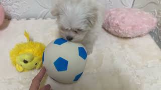 マルチーズの動画01