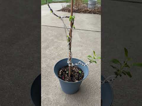 How to grow a bonsai tree?