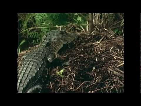 download lagu mp3 mp4 Crocodile Reproduction, download lagu Crocodile Reproduction gratis, unduh video klip Crocodile Reproduction