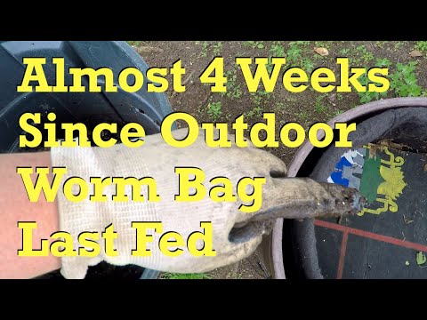 55-day v4 Outdoor worm bag 27 days since last fed & checked - vermicompost