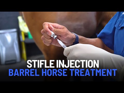 Stifle Injection for a Barrel Horse: Ultrasound-Guided Joint Treatment