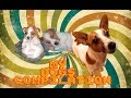 My Dogs Compilation