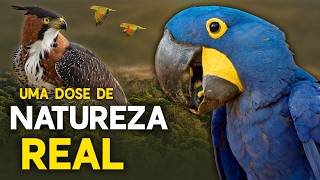 A NATUREZA REAL do PLANETA AVES