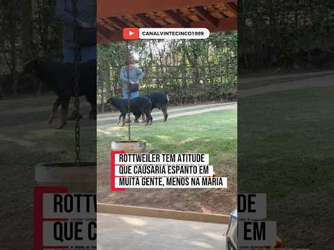 O Doguinha indo me mostrar que não estão alimentando ele  😅 #pets #cachorro #petlover #rottweiler ￼