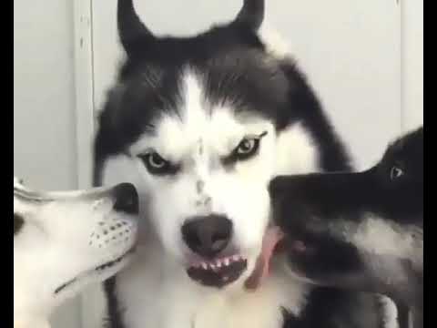 True love 😀😀 || Dog love puppy || dog training tips