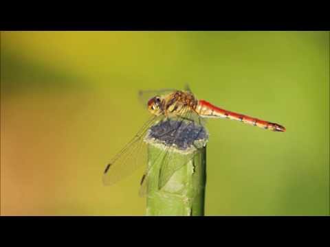 Japanese Folk Song #25:  Red Dragonflies（赤とんぼ / Akatonbo）