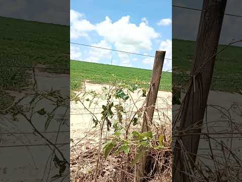 PROMISSÃO INTERIOR DE SP.