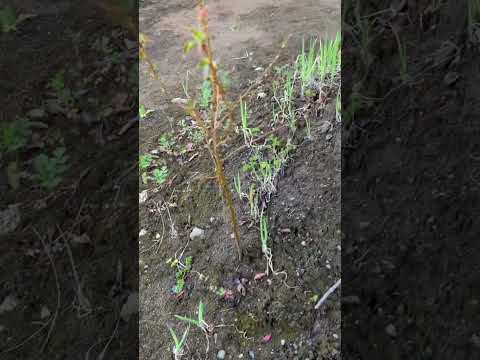 植物に水をやるのに白酢を使用できますか?はい、いいえ  庭園