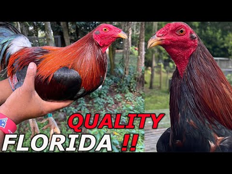 Black Grey Asil Albany White Kelso Sweater | Hdez Farm in Florida Beautiful Birds