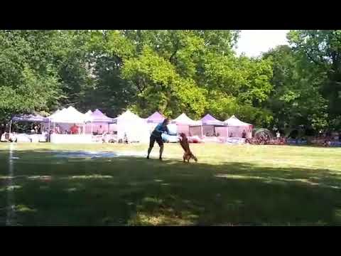 Verča a Filé patří na MS Dogfrisbee 2017