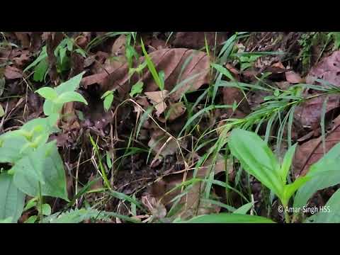 Dudroš zemný (Pellorneum ruficeps) — spev a hlas v prírode