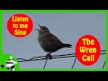 UK Bird Song - Wren Call