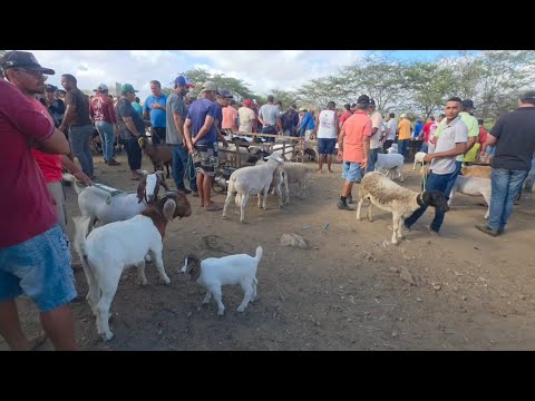 FEIRA DE ANIMAIS DA VILA JERIMUM T.N-PE 