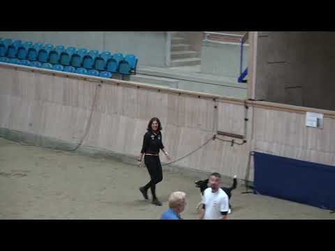 2022 Obedience World Championships Shauna Wenzel Miff Teil I Part I