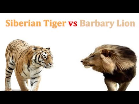 Siberian Tiger vs Barbary Lion 2019