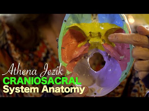 Athena Jezik   Craniosacral System Anatomy Explained