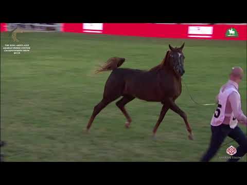 N 345 D RAAD   KAAHC 2019   Stallions 4 6 Years Old Class 10B