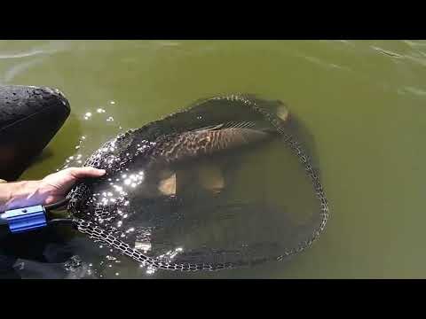 pêche de la carpe au pain