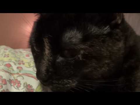 The Magic in Cats.... The Legend of The Tortoiseshell Cat