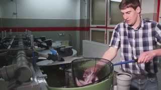 preview picture of video 'Chov ryb u bioplynové stanice'