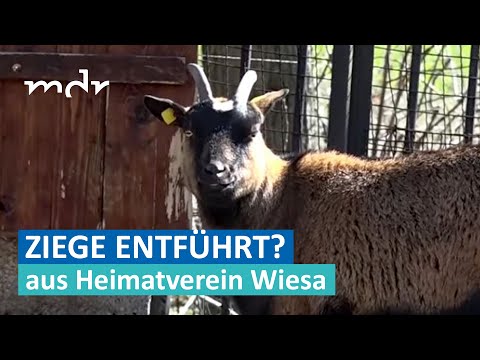 Wo ist Ziege Nummer 3? | MDR um Zwei | MDR
