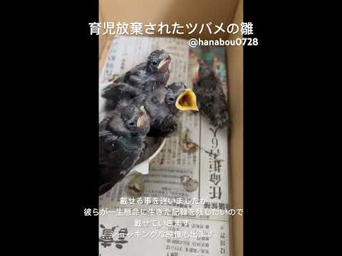 エリマキツバメについて詳しく解説