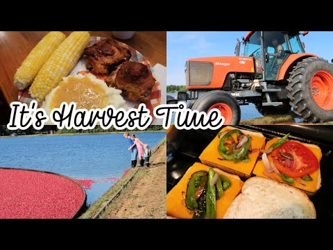 🔴TIME TO HARVEST CRANBERRIES | Wisconsin Cranberries | Hy-Red Variety