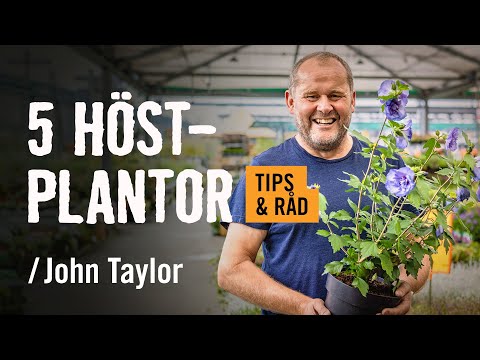 5 favorit-höstplantor /John Taylor | Tips & råd | [HORNBACH]