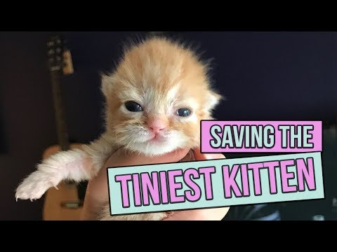 Saving the Tiniest Newborn Kitten