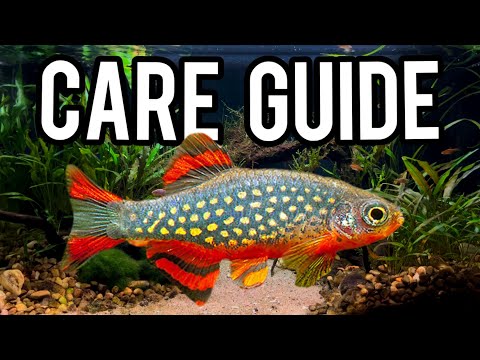 Should YOU get a Celestial Pearl Danio? (Care Guide)