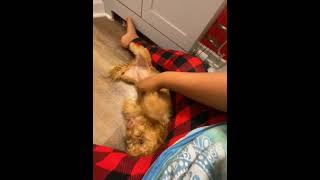 Chorkie Puppies Videos