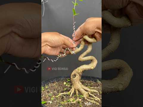 Making a Cobra Style Bonsai