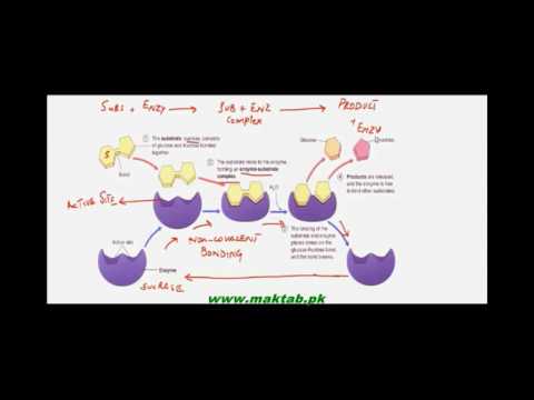 FSc Biology Book1, CH 3, LEC 1: Enzymes Introduction, Structure and Function