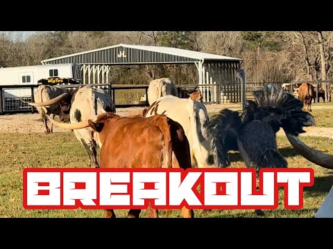 Longhorn Fight! Jolly Jumps Fence! HYPE WORTHY!