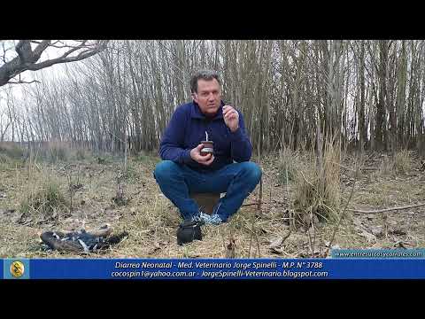 Médico Veterinario Jorge Spinelli - Diarrea Neonatal