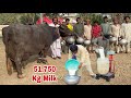 51 750 Kg Milk Record Ll World Best Nili Ravi Buffalo Breeder Haji Shaukat Doggar Of Multan Farming