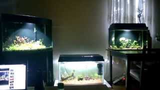 Apistogramma cacatuoides double red